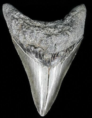 Serrated, Juvenile Megalodon Tooth - South Carolina #52977